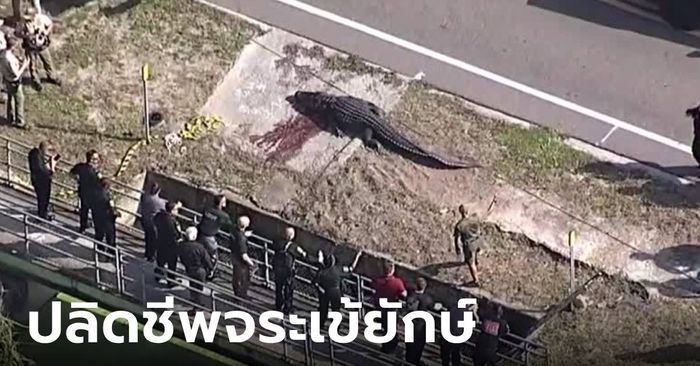 ฟลอริดาสังหารโหด “จระเข้ยักษ์” ​ยาว 4.17 เมตร หลังพบศพมนุษย์อยู่ในปากของมัน