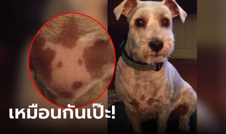 สาวทึ่ง หมามีขนที่หน้าอก "เหมือนใบหน้าตัวเอง" เลี้ยงมา 4 ปีเพิ่งเห็น นี่มันหมานุดต่างดาว!