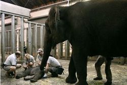 สวนสัตว์ออสเตรเลียเฝ้าดูลูกช้างที่รอดชีวิตปาฏิหาริย์ตลอด 24 ชม.