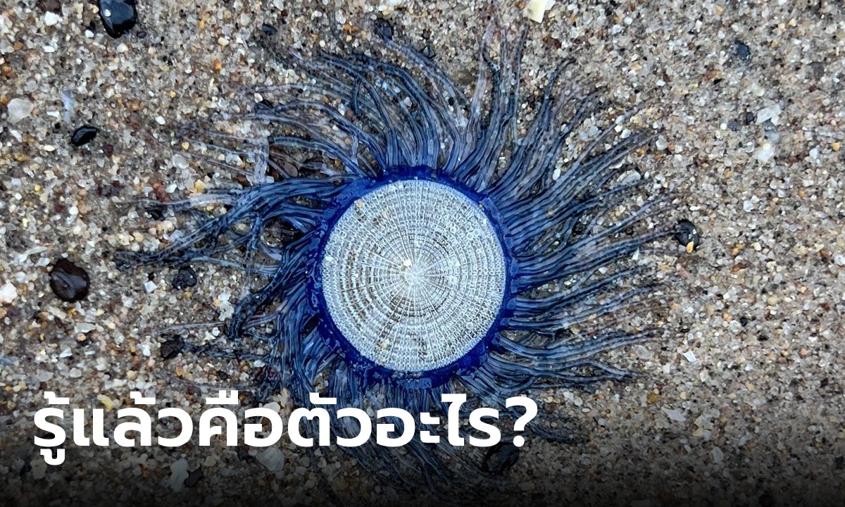 มันคืออะไร? สัตว์ทะเลลึกลับสีฟ้า เหมือนเอเลี่ยนบนพื้นทราย ล่าสุด มีเฉลยแล้ว