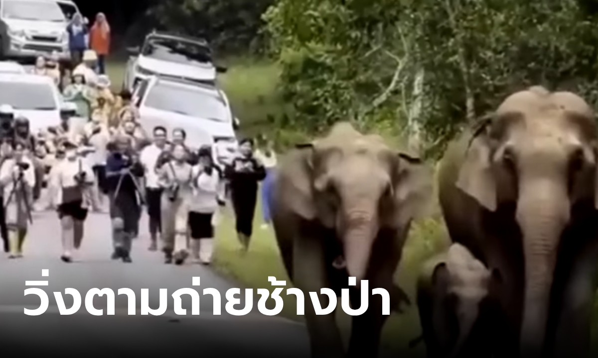 คลิปอึ้ง คนวิ่งตามถ่ายภาพช้างป่าเขาใหญ่ อุทยานฯ เตือนทำช้างเครียด เสี่ยงอันตราย