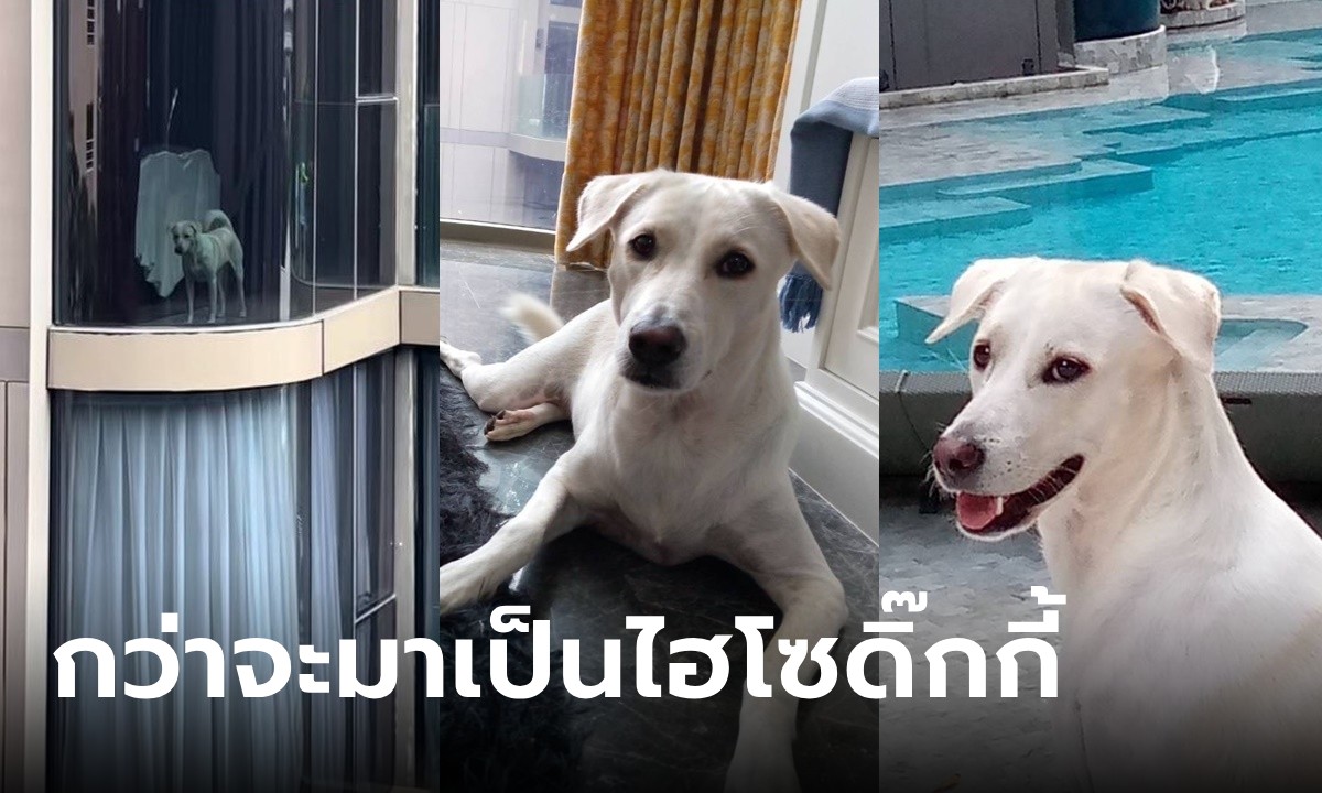 เปิดประวัติ "น้องดิ๊กกี๊" จากไวรัลสุนัขพันธุ์ไทยอยู่คอนโดหรู เผยความหลังแสนรัดทด