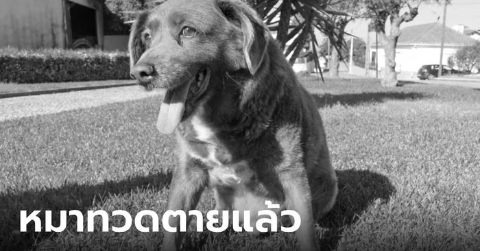 ข่าวเศร้า "โบบี" สุนัขอายุยืนที่สุด กลับดาวหมาแล้วในวัย 31 ปี 165 วัน เจ้าของเผยวิธีเลี้ยง