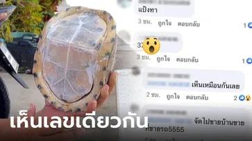 ฮือฮา "เต่าหับ" ไม่มีหัว-ไม่มีขา แต่มีเลขเด็ดเห็นชัด คอหวยบอกหายากมาก จัดเต็มแน่งวดนี้!