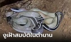 บุญตา! นักสำรวจถ้ำพบ "งูกาบหมากนางนิล" งูเฝ้าสมบัติในตำนาน กำลังจับคู่ผสมพันธุ์พอดี