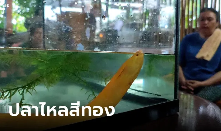 ขอหวยปลาไหลสีทอง