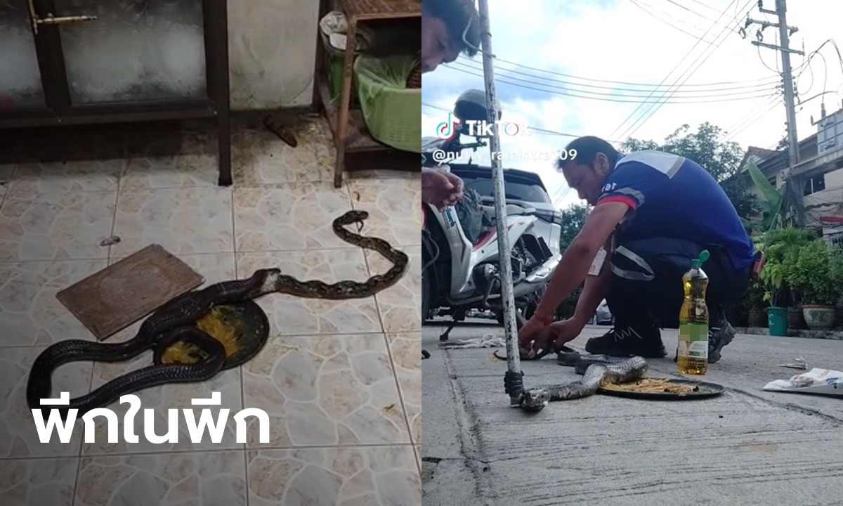 ชุลมุนสุด งูเหลือมบุกบ้านกินหนู งูเห่ามาเห็นกินงูเหลือมต่อ สุดท้ายติดถาดกาวเหมือนกัน