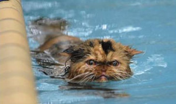 แมวประหลาดในออสเตรเลียชอบเล่นน้ำ