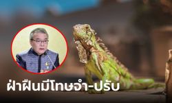 ประกาศแล้ว! ไทยห้ามนำเข้า "อิกัวน่า" ทุกชนิด ลดการแพร่พันธุ์ ฝ่าฝืนมีโทษทั้งจำทั้งปรับ