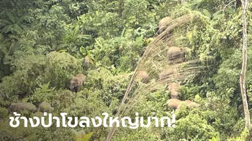 แต้มบูญสูงมาก! นทท.ตื่นตาเจอ "โขลงช้างป่า" ที่เขาค้อ เดินหากินแบบสุดชิล