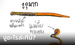 หนุ่มโพสต์ถาม "งูอะไรมีลายคล้ายหมีแพนด้า" รู้เฉลยถึงกับฮา นี่มันงูสุดห้าว!