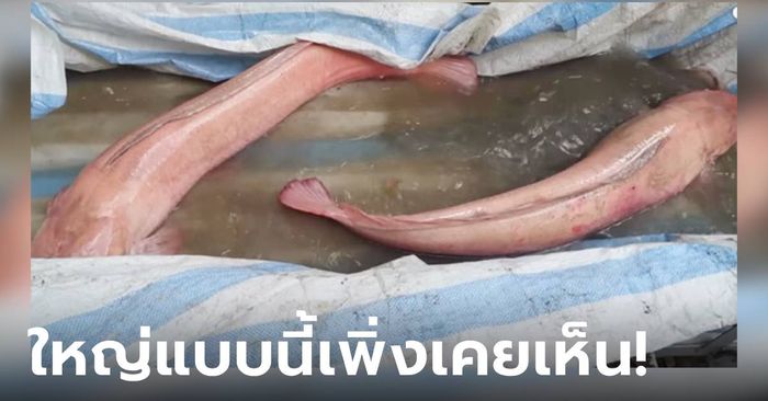 ชาวบ้านฮือฮา หนุ่มเวียดนามจับได้ "ปลาดุกสีชมพู" ตัวเบ้อเริ่ม จับช่างน้ำหนัก-วัดความยาว