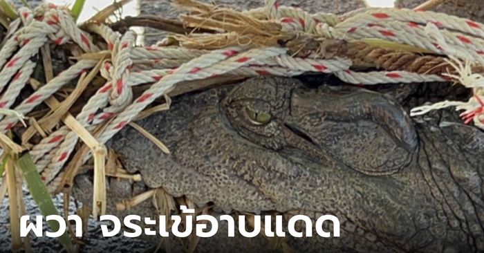 ชาวบ้านผวา เจอจระเข้นอนอาบแดดในคลองรังสิต อยู่มา 61 ปีไม่เคยเห็น!