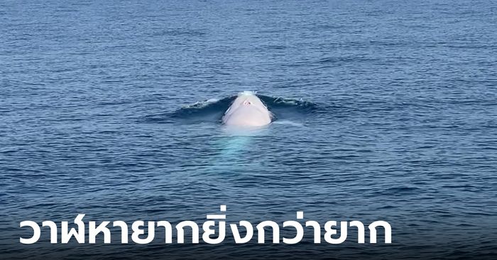 วาฬโอมูระเผือก โผล่ทะเลภูเก็ต ผู้เชี่ยวชาญคาดเป็นตัวแรกของโลก หายากยิ่งกว่ายาก