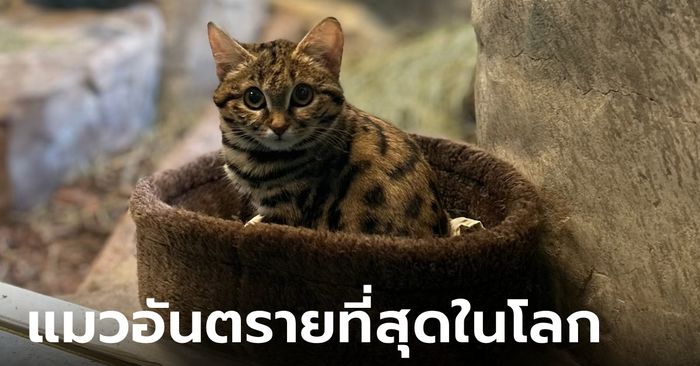 ยลโฉม "ไกอา" แมวตีนดำ สายพันธุ์อันตรายที่สุดในโลก แต่น่ารักจนใจละลาย