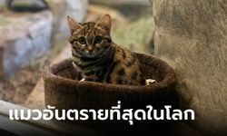 ยลโฉม "ไกอา" แมวตีนดำ สายพันธุ์อันตรายที่สุดในโลก แต่น่ารักจนใจละลาย