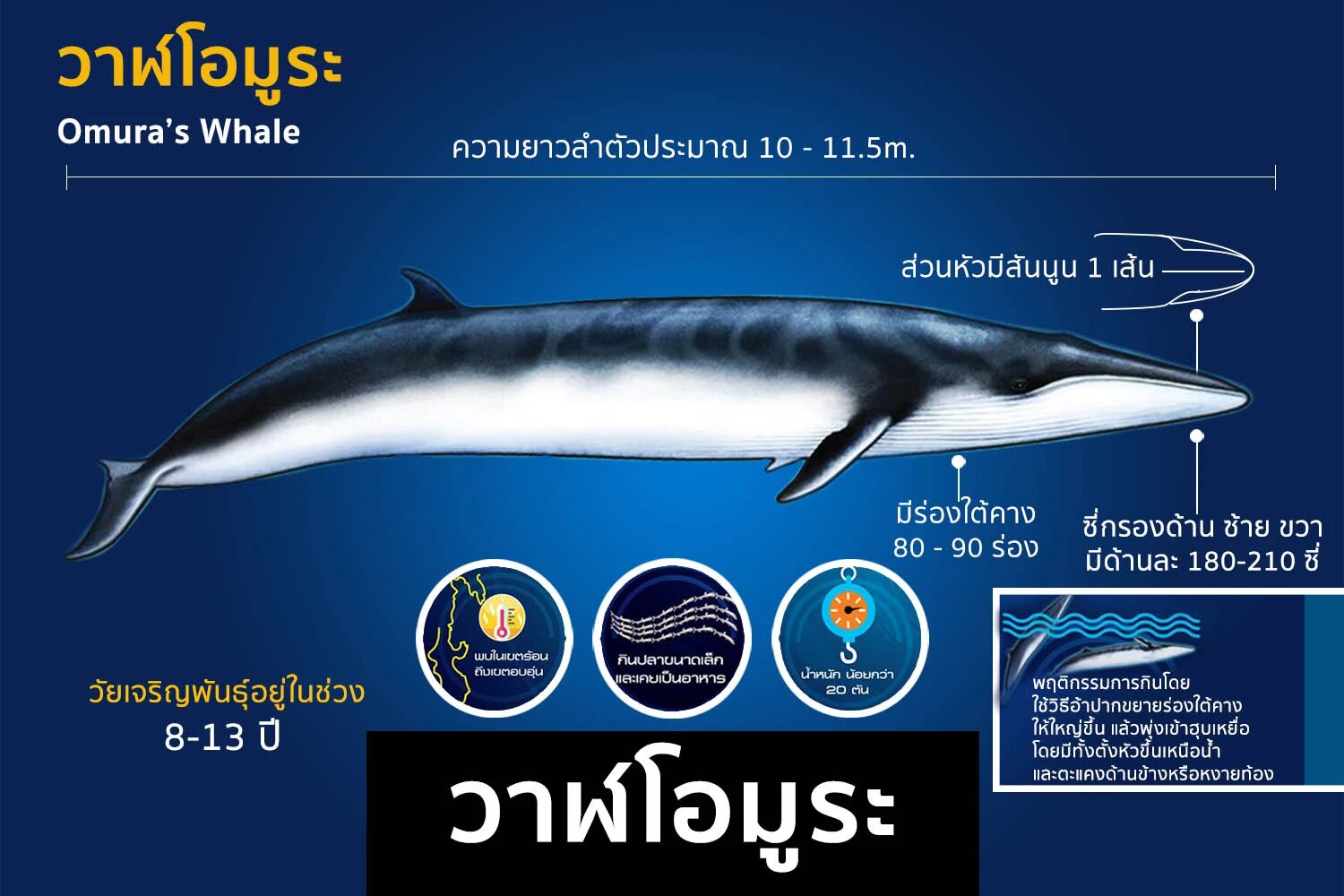 Omura’s whale