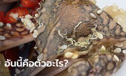 ตัวขาว ๆ คล้ายพยาธิเกาะกระดองปู คืออะไร? อ.เจษฎ์ เฉลยถ้าเผลอกินอันตรายไหม