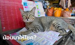 เอ็นดูไม่ไหว แมวลายสลิด เดินขึ้นมานอนบนแผงหวย เปิดเลขที่น้องจับ มี 3 ชุด