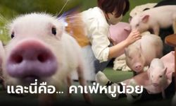 กำลังฮิตสุดๆ เปิดราคาเข้า "คาเฟ่หมูน้อย" ในฮาราจูกุ 30 นาทีต้องจ่ายเท่าไหร่