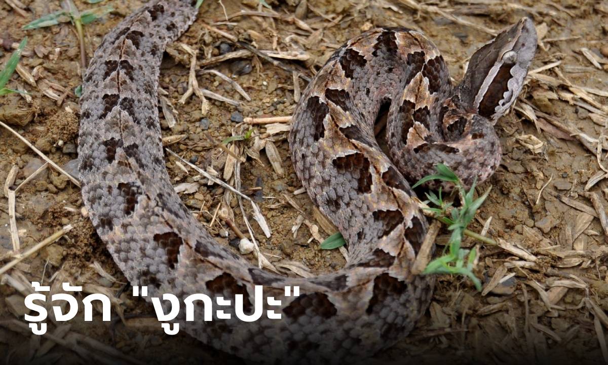 ทำความรู้จัก "งูกะปะ" งูพิษอันตรายในไทย มีผลต่อระบบเลือด เสี่ยงเนื้อตาย-แผลเน่า
