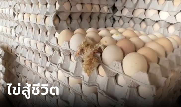 ไวรัลคนดู 38 ล้าน! ฟาร์มไข่ไก่เจอเซอร์ไพรส์ เสียงดังมาจากแผง ไข่สู้ชีวิตมาก