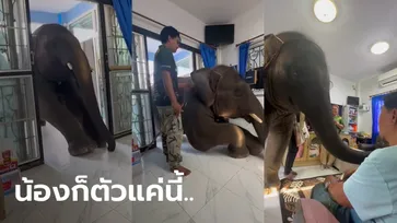 เอ็นดู ช้างน้อย "พลายดาวมงคล" ทำตัวเล็กตัวน้อย เข้าประตูบ้านอวยพรวันเกิดคุณตา