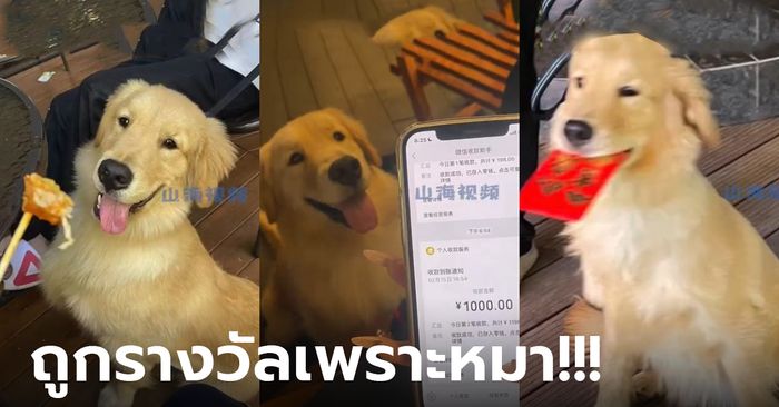 หมานำโชค! สาวถูกรางวัล 5,000 บาท จากหมาที่ขโมยลอตเตอรี่จากร้าน