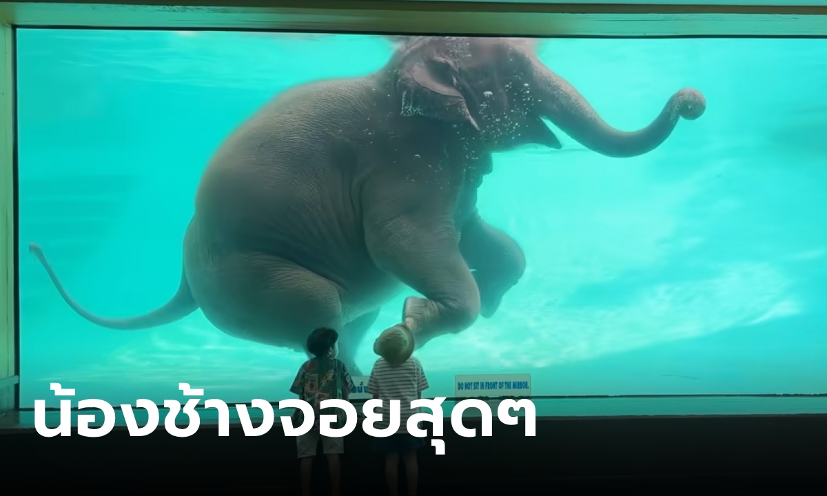 โชว์ช้างว่ายน้ำสวนสัตว์เขาเขียว เจอดราม่าสงสารช้าง ชาวเน็ตช็อตฟีล สงสารควาญเถอะ!" width="100" height="100