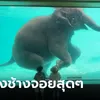 โชว์ช้างว่ายน้ำสวนสัตว์เขาเขียว เจอดราม่าสงสารช้าง ชาวเน็ตช็อตฟีล สงสารควาญเถอะ!" width="100" height="100