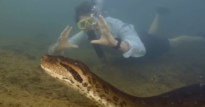 โลกตะลึง พบ "อนาคอนดา" สายพันธุ์ใหม่ ในแอมะซอน นักวิทย์โชว์ว่ายน้ำเคียงคู่