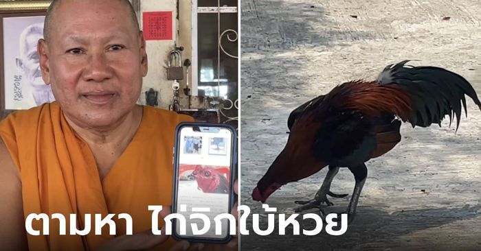 ใครพบมีเงินให้! หลวงพ่อ-ชาวบ้าน ทุกข์ใจ "เจ้าทองมา" ไก่จิกหวยชื่อดัง หายตัวในงานวัด