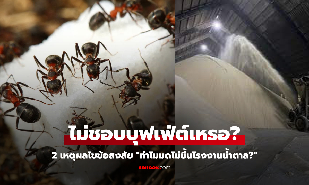 2 เหตุผลเฉลยคำถามที่ว่า "ทำไมมดไม่ขึ้นโรงงานน้ำตาล?"