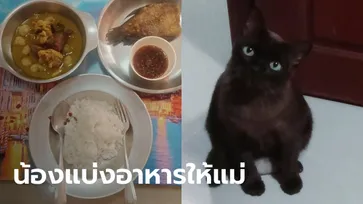 ทาสแมวใจฟู เจออาหารเม็ดในจานข้าว น้องอยากบอกอะไร ถามแล้วแต่ทำหน้าซื่อตาใส