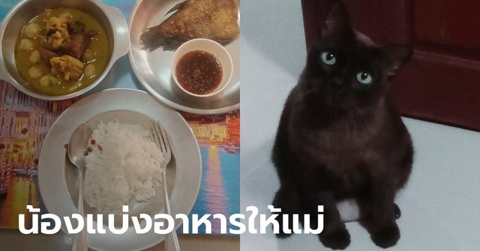 ทาสแมวใจฟู เจออาหารเม็ดในจานข้าว น้องอยากบอกอะไร ถามแล้วแต่ทำหน้าซื่อตาใส