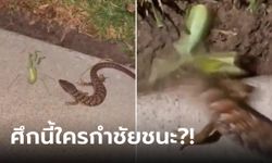 คลิปหาดูยาก "กิ้งก่า-ตั๊กแตน" กัดกันจนตาย มนุษย์ลุ้นตัวเกร็ง ศึกข้ามสายพันธุ์ ใครชนะ?!