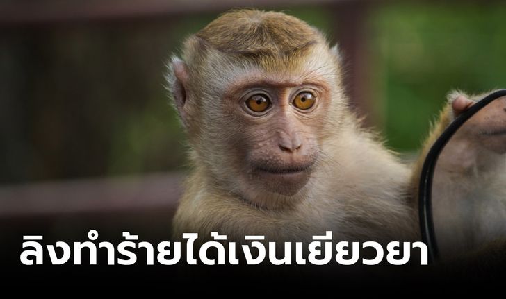 กรมอุทยานฯ อนุมัติจ่ายเงินเยียวยาผู้ได้รับบาดเจ็บจากลิงทำร้าย สูงสุดไม่เกิน 1 แสนบาท