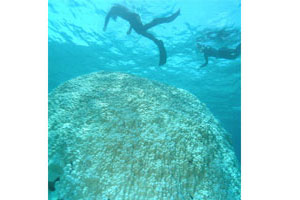 นักวิชาการพบปะการังฟอกขาวชายฝั่งทะเลภูเก็ตตายแล้ว 20%