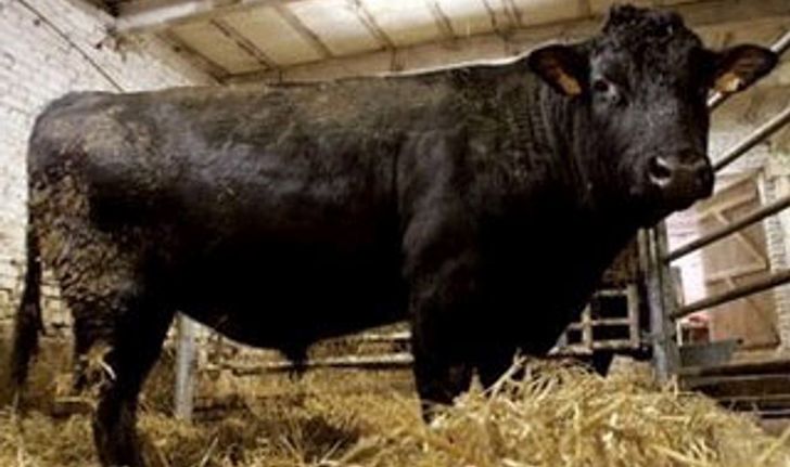 ญี่ปุ่นพบวัวพ่อพันธุ์ติดเชื้อโรคปากเท้าเปื่อย