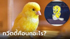 ทวีตตี้ คือนกอะไร? ดูการ์ตูนมาทั้งชีวิตเพิ่งรู้ ตัวเหลืองๆ เสียงเพราะ ช่วยชีวิตคนได้