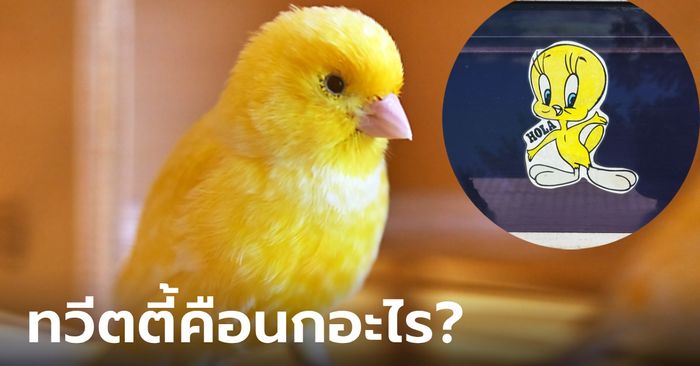 ทวีตตี้ คือนกอะไร? ดูการ์ตูนมาทั้งชีวิตเพิ่งรู้ ตัวเหลืองๆ ไม่ใช่ลูกเจี๊ยบ ไม่ใช่เป็ด