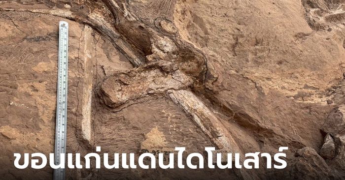 ขอนแก่นขุดพบฟอสซิลไดโนเสาร์ ใหญ่กว่า "ภูเวียงโกซอรัส สิรินธรเน่" ลุ้นเป็นสายพันธุ์ใหม่