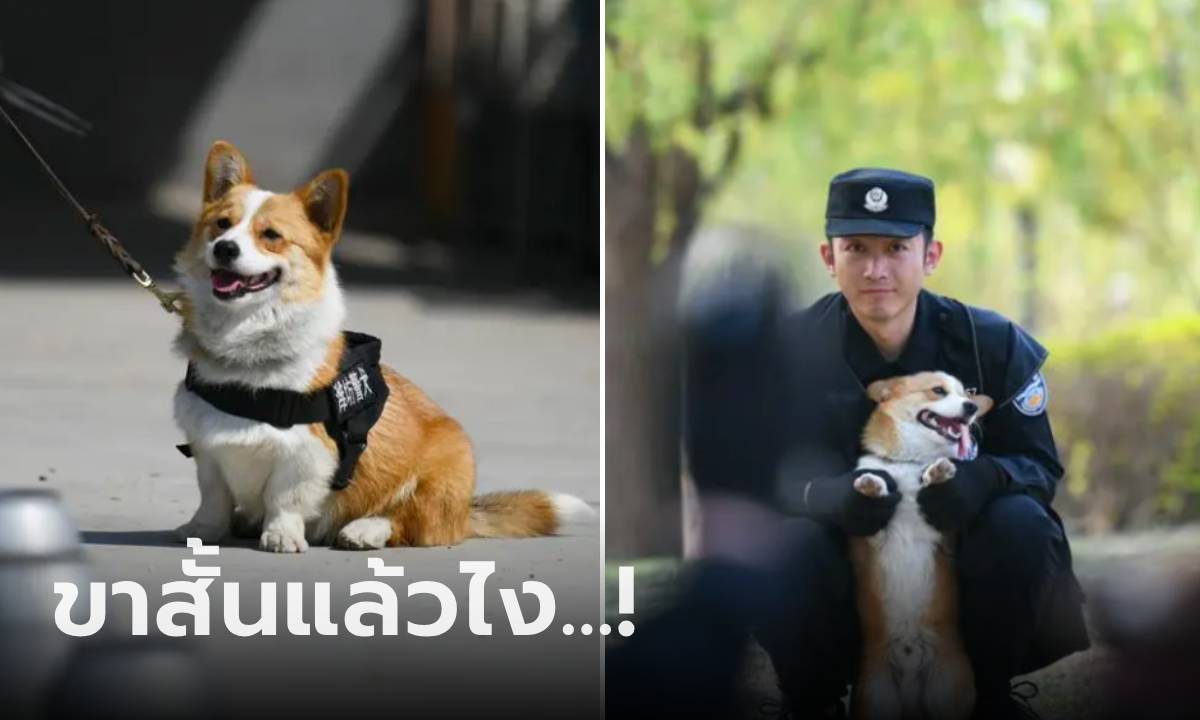 ทำความรู้จัก "ฝูไจ่" สุนัขตำรวจจีนพันธุ์คอร์กี้ ดาวเด่นทีมลาดตระเวน ตัวเปี๊ยกไม่ใช่ปัญหา