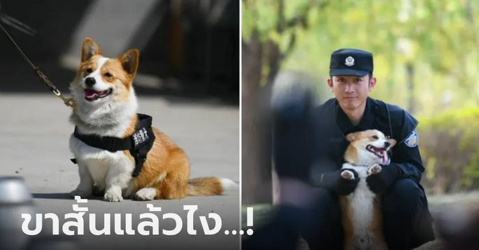 ทำความรู้จัก "ฝูไจ่" สุนัขตำรวจจีนพันธุ์คอร์กี้ ดาวเด่นทีมลาดตระเวน ตัวเปี๊ยกไม่ใช่ปัญหา