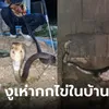 ผงะ งูเห่ายาว 1.8 เมตร กกไข่ใต้ถุนบ้าน แผ่แม่เบี้ยขู่ฟ่อๆ คนตื่นเต้นนับฟองตีเลขเด็ดงวดนี้