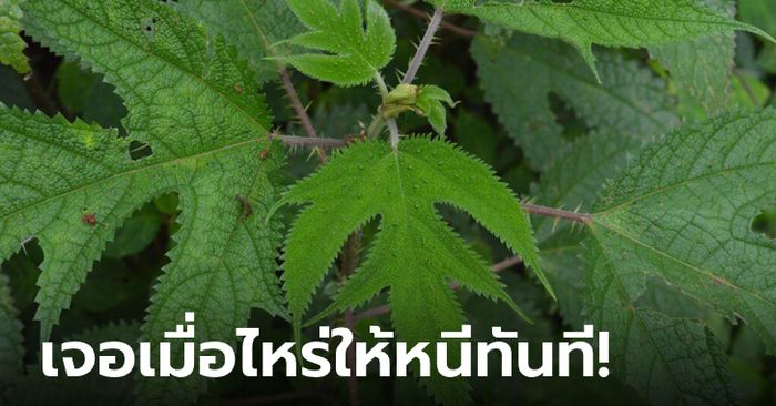 หนุ่มสัมผัส "ใบไม้ปริศนา" คันมาก ชาวเน็ตเฉลย ต้นนี้แหละทำทหารพม่าตายเพียบมาแล้ว!