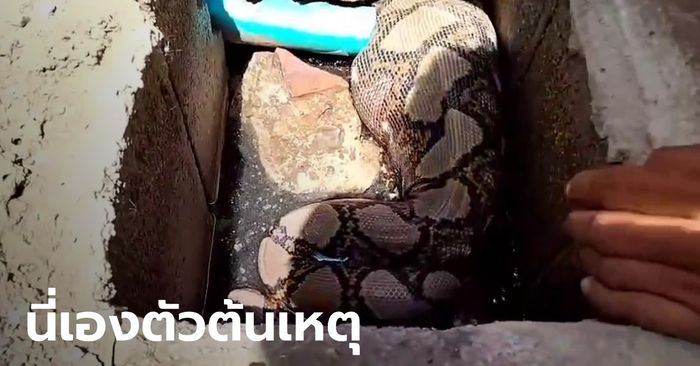 ท่อระบายน้ำตัน เปิดฝาดูช็อกทั้งบ้าน "งูเหลือม" ยาวเกือบ 4 เมตร นอนอิ่มๆ พุงกาง