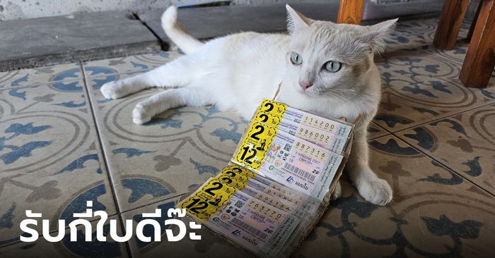 "มะรุม" แมวขายลอตเตอรี่ มีเทคนิคบอกใบ้เลขเด็ดจนโด่งดัง ลูกค้าติดใจมาก