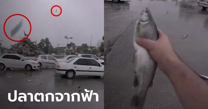 ยังกับในหนัง ปลาตัวเป็นๆ ตกจากฟ้าที่อิหร่าน ผู้เชี่ยวชาญเฉลย "ฝนปลา" เกิดจากอะไร