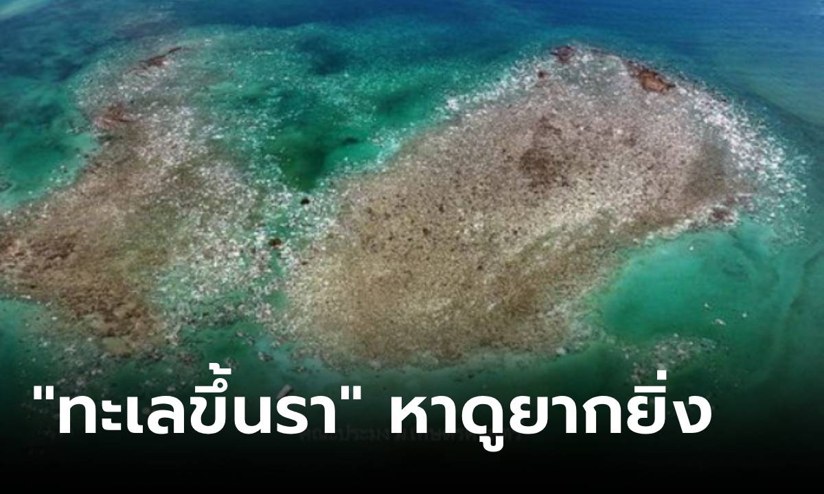 ขนลุก! ภาพหาดูยากยิ่ง "ทะเลขึ้นรา" ก่อนโลกลุกเป็นไฟ ตายหมดท้องทะเล